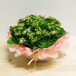 Kalancoa Rosa