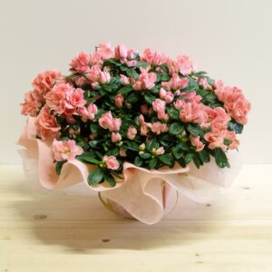 pianta fiorita di azalea rosa