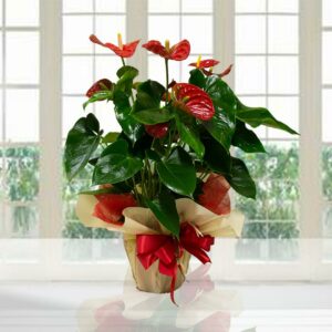 Anthurium rosso
