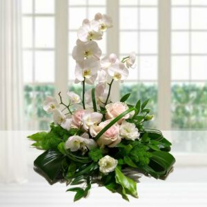 Composizione di Orchidee Bianche e rose osa