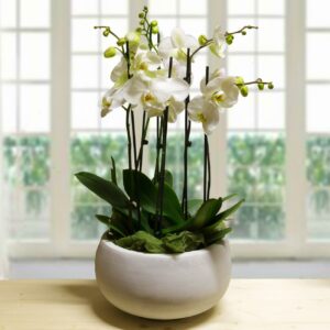 orchidee bianche in ceramica