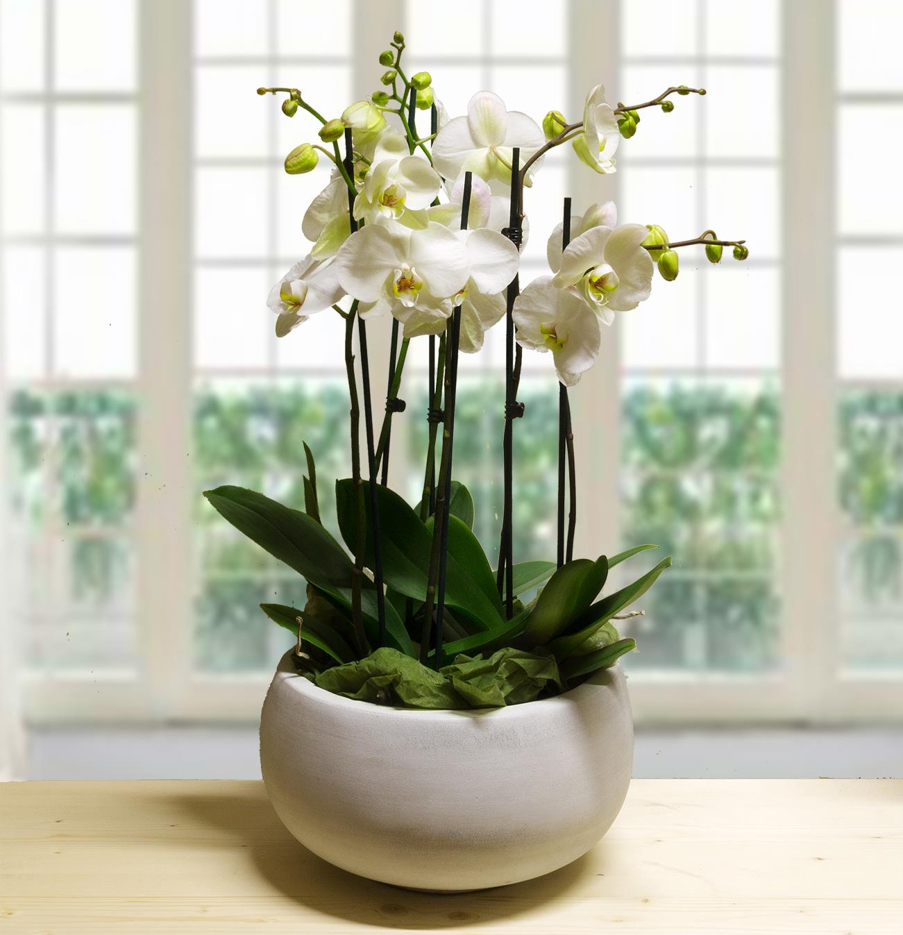 orchidee bianche in ceramica