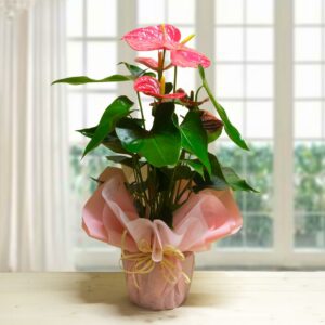 Anthurium Rosa
