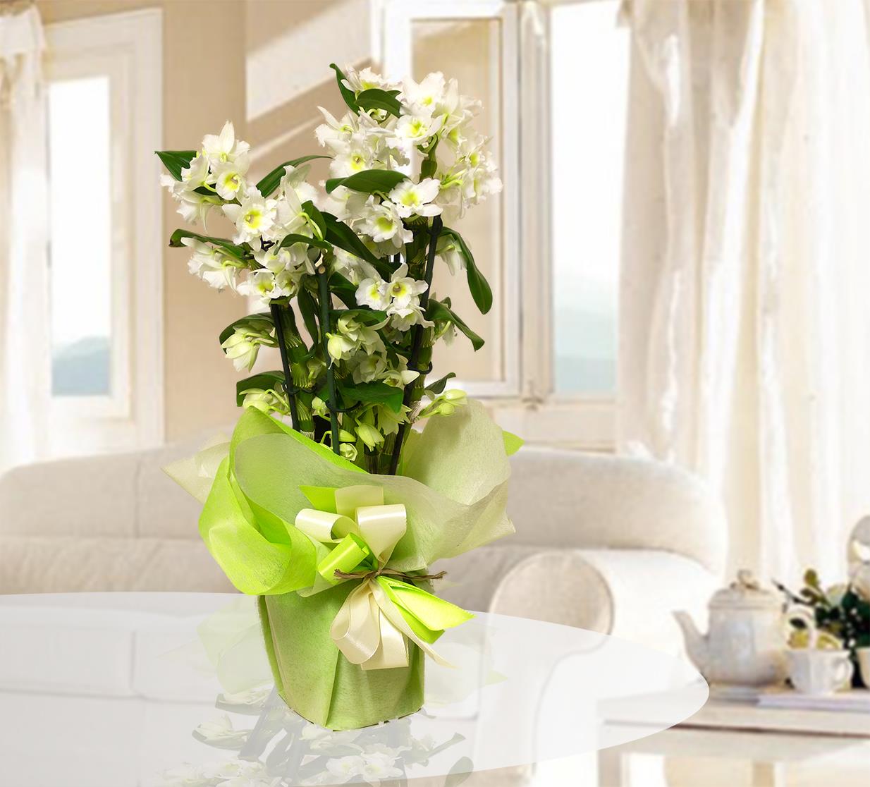 Orchiedea Dendrobium