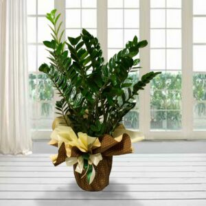 Pianta di Zamioculcas Zamiifolia (Pianta ZZ) con foglie verde lucido, in vaso avvolto da un packaging regalo marrone a pois e fiocco color crema.