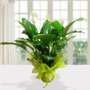 Pianta di Spathiphyllum Giglio della Pace con infiorescenze bianche e fogliame verde lucido, avvolta in packaging regalo verde a quadri.