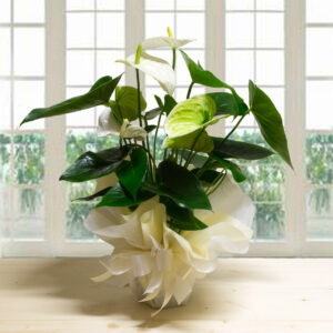 Pianta di Anthurium bianco