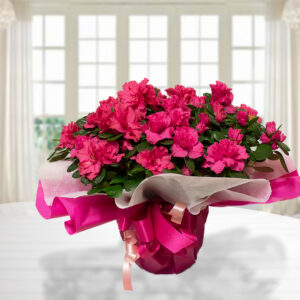 Pianta di Azalea fucsia