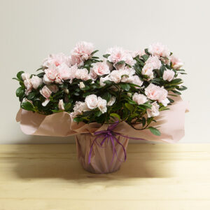 Azalea Rosa Lilla
