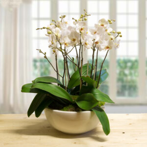 Orchidee Phalaenopsis