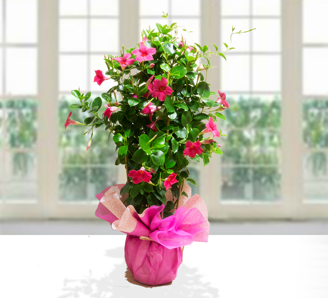Pianta di Dipladenia Rosa in vaso con fiori fucsia e confezione regalo rosa su sfondo luminoso