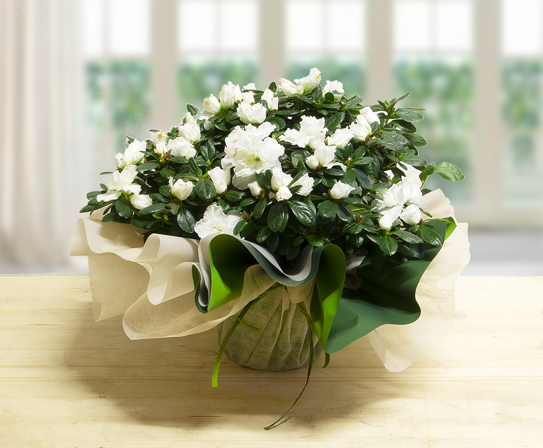 Painat di azalea bianca