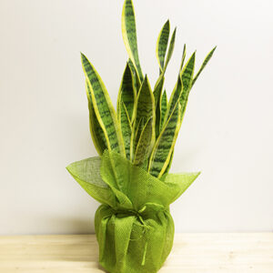 Sanseveria