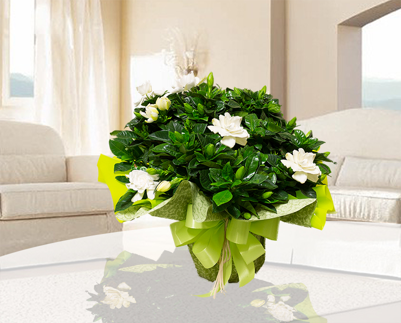 gardenia