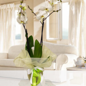 Orchidea Phalaenopsis bianca