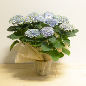 Ortensia blu