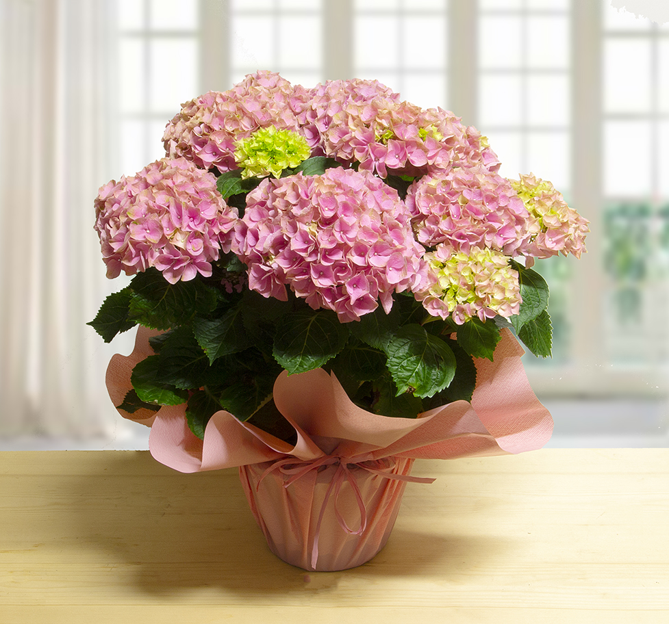 Ortensia Rosa