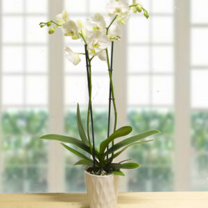 Orchidea Phalaenopsis bianca con vaso in ceramica