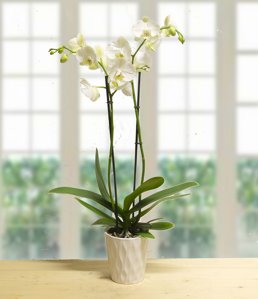 Orchidea Phalaenopsis bianca con vaso in ceramica
