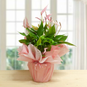 Anthurium Lilly rosa in vaso decorato con carta regalo rosa, pianta da interno elegante