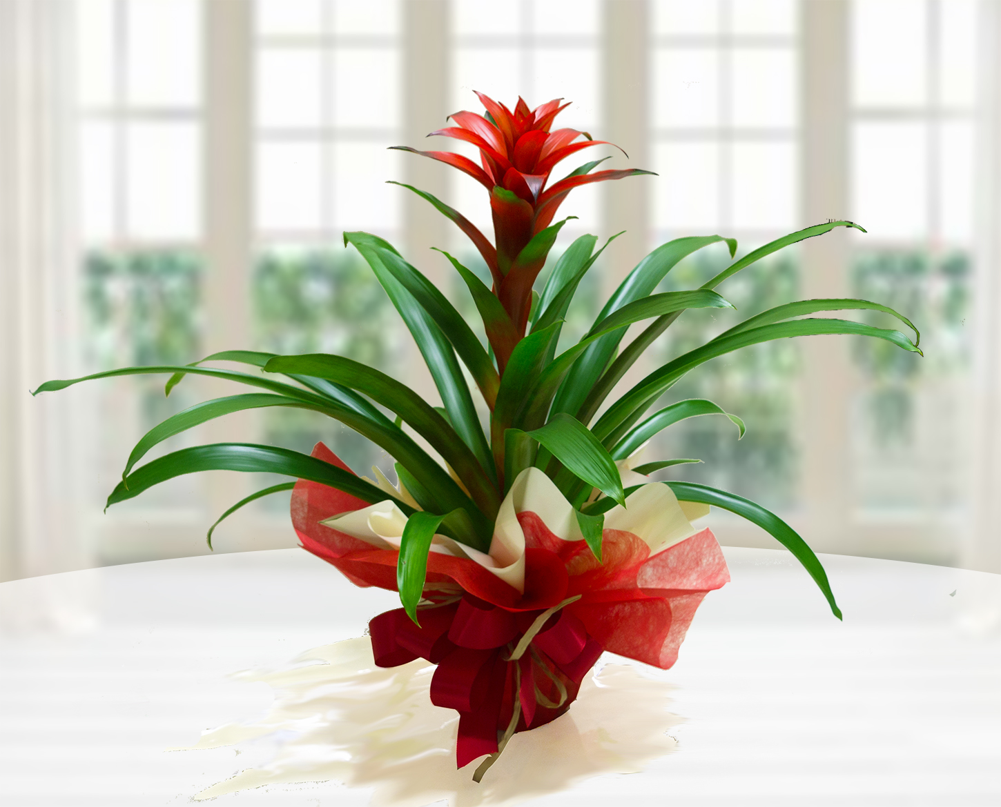 Guzmania Rossa in vaso, con foglie verdi e infiorescenza rossa, confezionata per regalo.